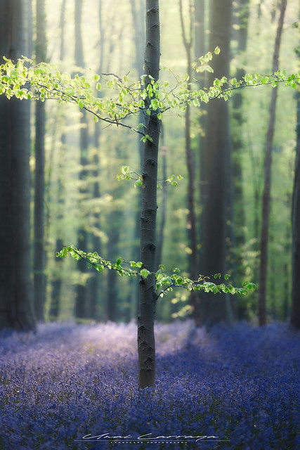 Blue woods