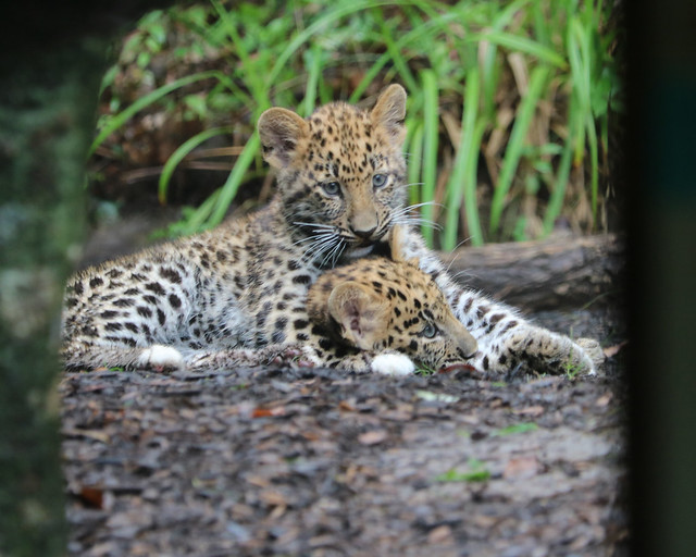 Amur leopard cub 600