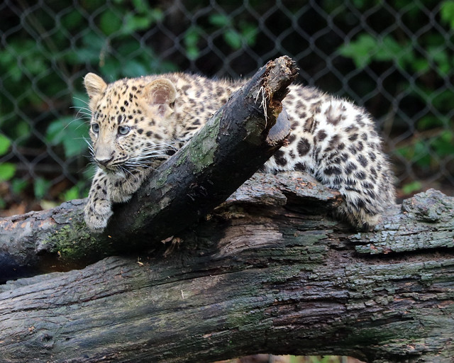 Amur leopard cub 729