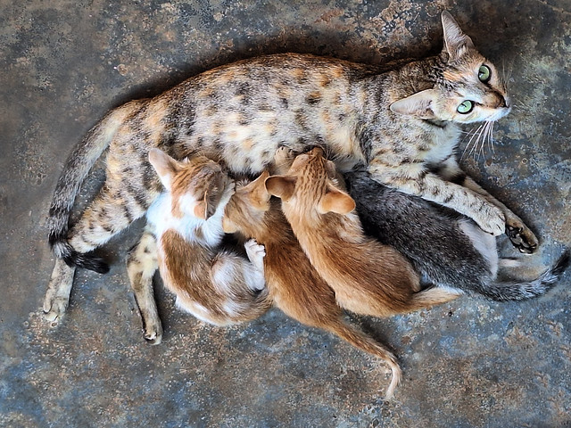 Mother Cat feeding Kittens