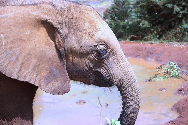 Elephant Calf Portrait (Loxodonta africana)