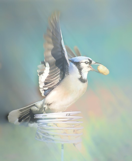 Blue Jay flying away with peanut