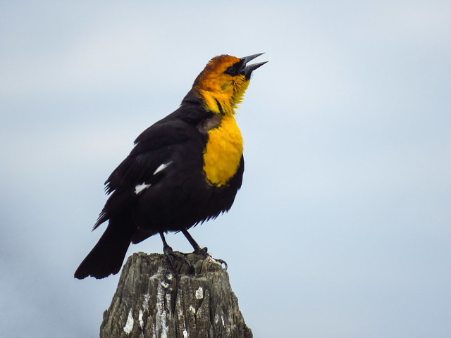 04 Yellow-headed Blackbird / Xanthocephalus xanthocephalus