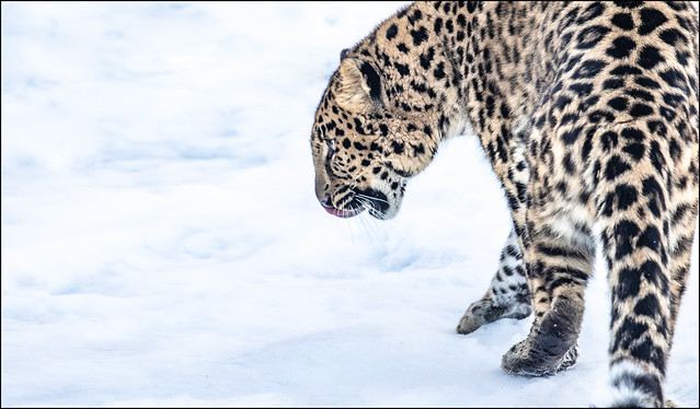 ~Amur Leopard in snow~