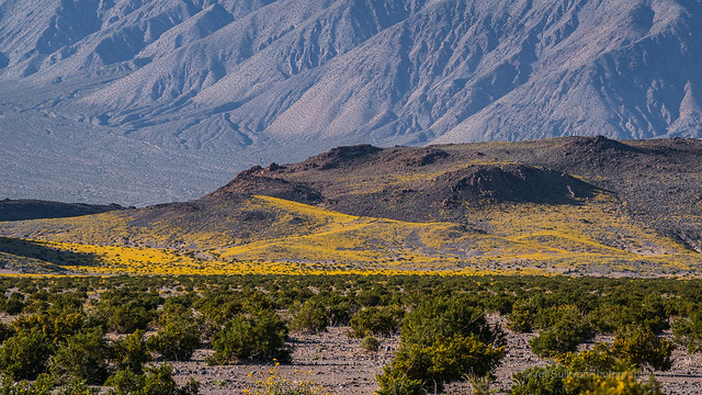 Yellow Desert Gold on Black Basalt
