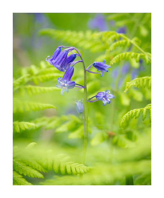 Bluebell and Ferns (EXPLORED)