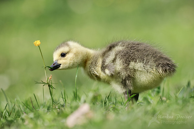 Kanadagansgössel // Canada Goose gosling