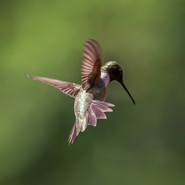Black-chinned Hummingbird hover