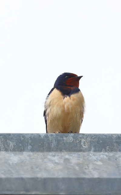 Swallow on the roof