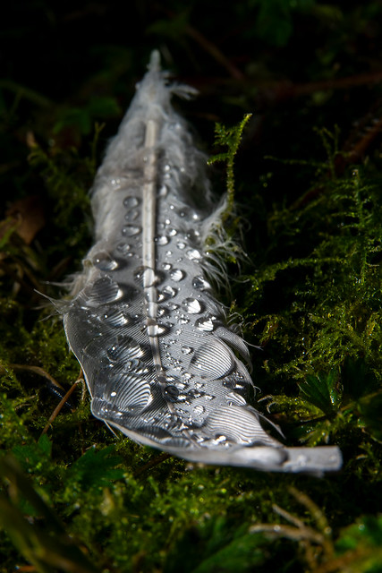 366 - Image 119 - Feather...