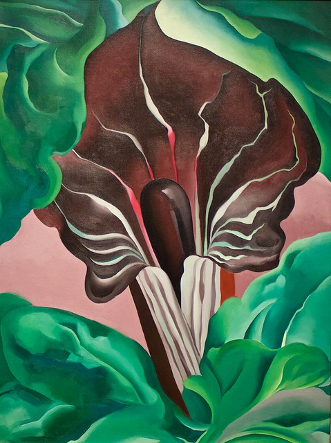 Jack-in-the-Pulpit No. 2 - Georgia O'Keeffe