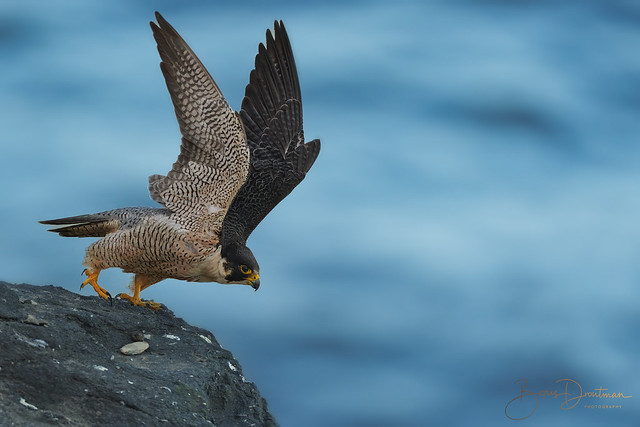 Blue hour take-off (peregrine falcon)