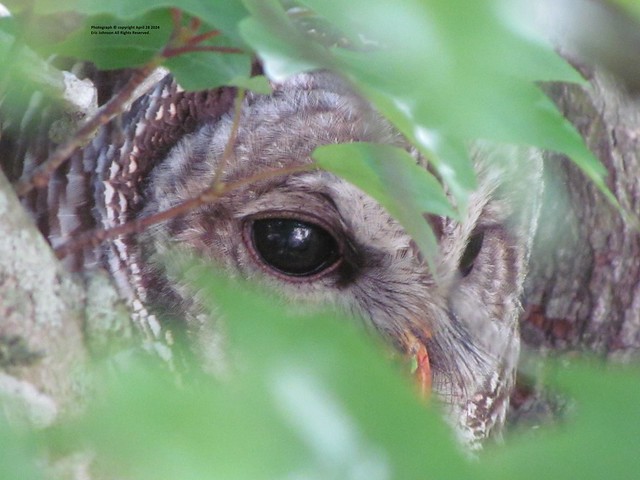 This Barred Owl has been killing Squirrels outside my Townhouse window for several days now. Thinning out the many Squirrels in the area. The Owl must feed itself and family also.