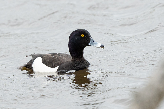 Drake Tufted Duck. Grove Ferry.