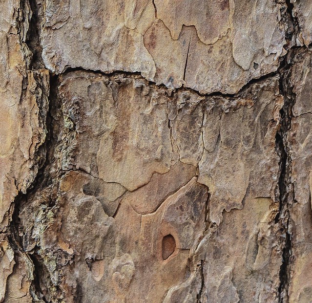 pine bark-1931-Edit.jpg