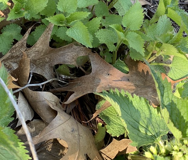 “White Dead Nettles closeup on Duffins trail in Discovery bay , cropped photograph , Martins photographs , Ajax , Ontario , Canada , April 25 2024”