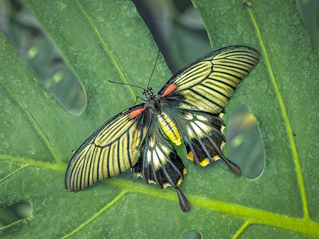 Great Yellow Mormon (Papilion lowi)