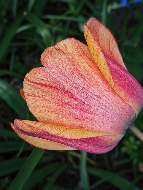 Tulip colours