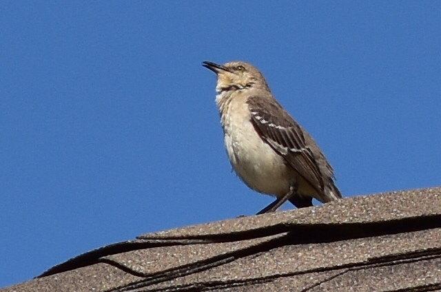 7453 Mocking Bird on the roof @ NC.