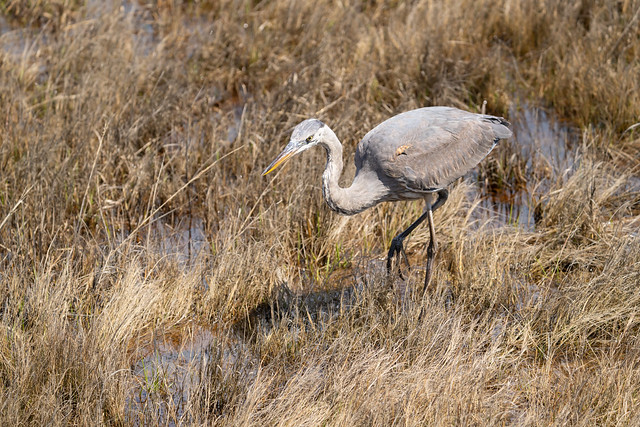 Heron on the Hunt in the Marsh