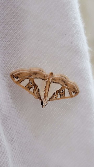 A moth in Jagadhari, Haryana.