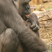 Westlicher Flachlandgorilla (Gorilla gorilla gorilla) - Oya