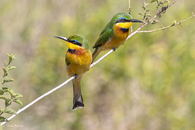 Little Bee-eater Merops pusillus meridionalis