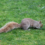 Eastern Grey Squirrels of Yale University - April 25th & 26th, 2024 (New Haven, Connecticut) Eastern Grey Squirrels on campus of Yale University.  These were taken mostly by the Sterling Memorial Library and the Ingalls Ice Rink.  Taken on April 25th &amp;amp; 26th, 2024, the last two days of the Academic Business Library Directors meeting at Yale University.     
