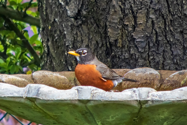 robin in birdbath