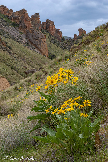 Spring in the Leslie Gulch.