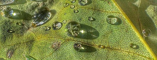 Water Drops on a Leaf, cropped
