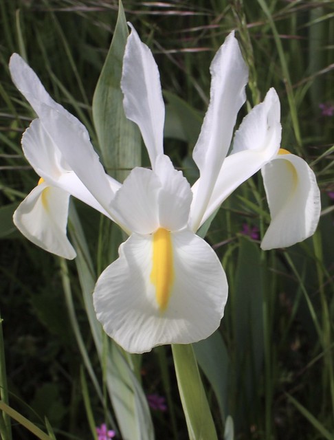 Iris de hollande