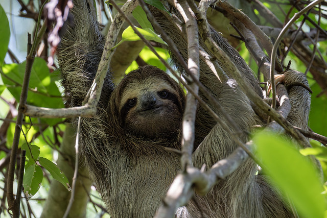 Dreifinger-Faultiere (Bradypus)/ Three-toed sloths