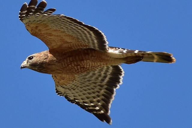 7445 Red Tail Hawk Flyby Lewisville NC, cropped.