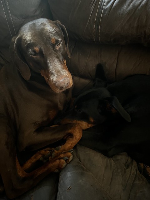 Taking Care Of Each Other - Dobies Saxon and Kaiser