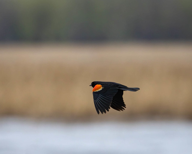 Red-winged Blackbird in flight over Long Meadow Lake