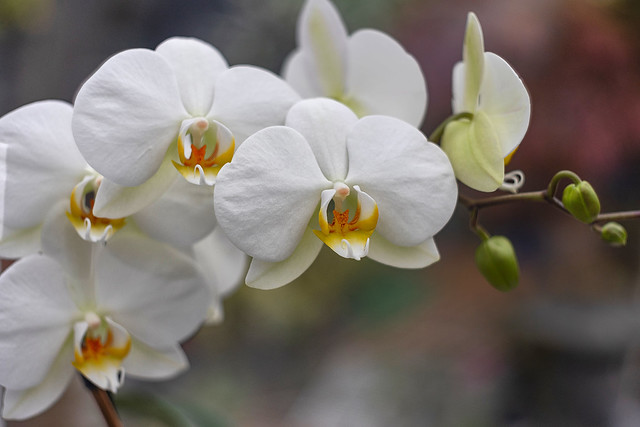 White Phalaenopsis orchid through the vintage lens