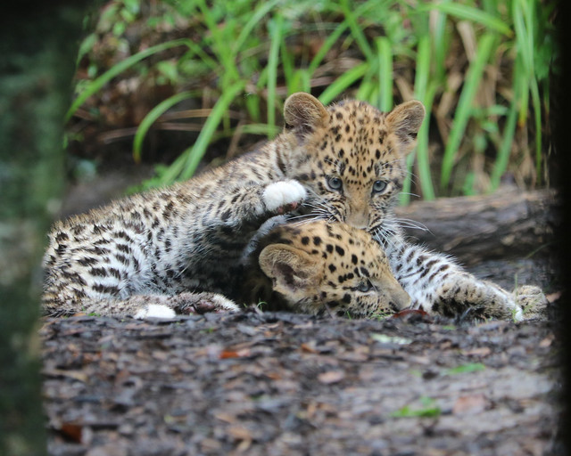 Amur leopard cub 598