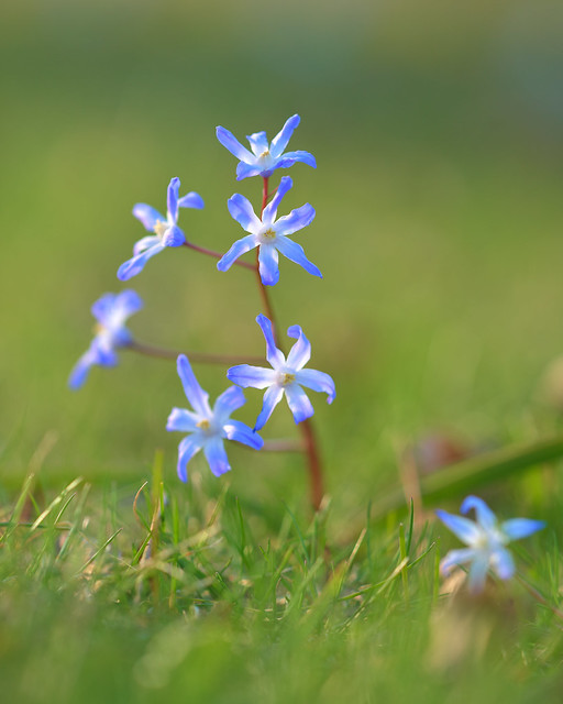 The Siberian Squill!