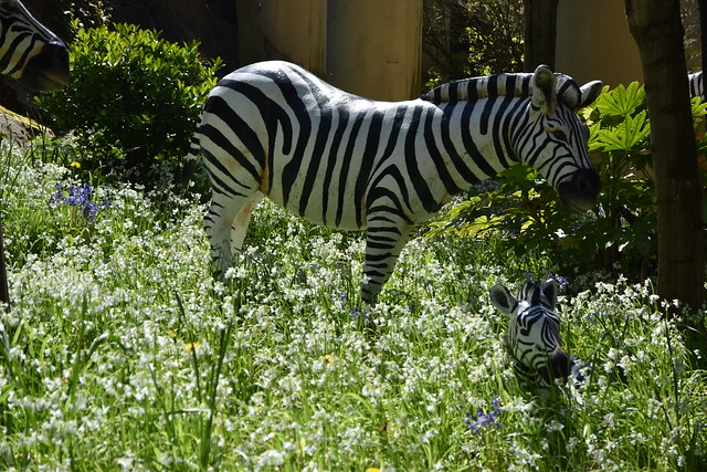 Zebras and the Whitebells
