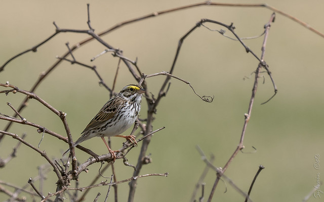 Bruant des prés / Savannah sparrow [Passerculus sandwichensis]