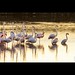 We found this magnificent flock of Flamingos. Once in a lifetime a group seem to look the same way. For a second or few. This was one of those special moments. Just before sunset. #lesserflamingos #birdphotoshow