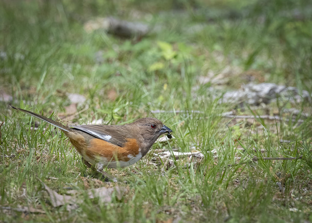 Eastern Towhee (f) with a bug