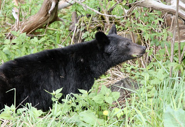 Brown Bear, Pisgah NF, North Carolina, 06-02-13