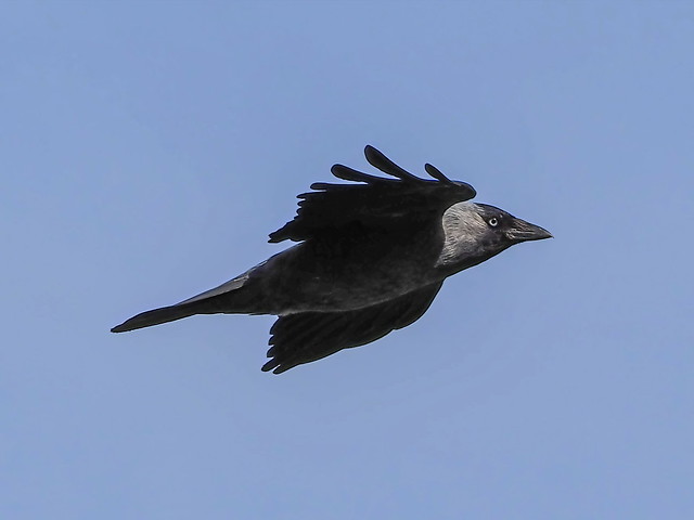 Dohle (Corvus monedula) (1)