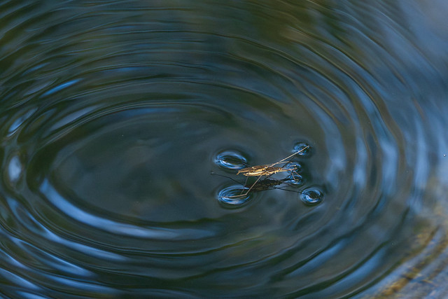 Mating water striders