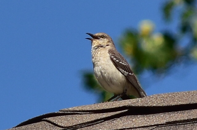 7451 Mocking Bird singing on the roof @ NC.