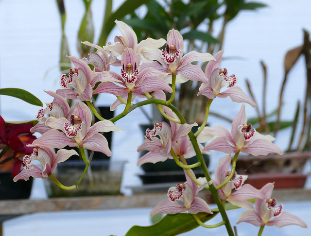 Cymbidium Memoria Leland Williams hybrid orchid 3-24