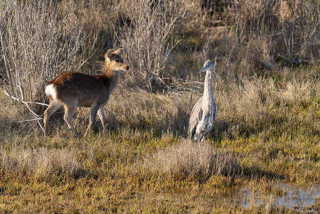 Deer & Great Blue Heron at Assateague Island