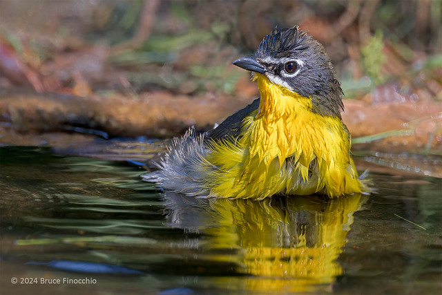 Yellow-breasted Chat Bathing In A Small Pond